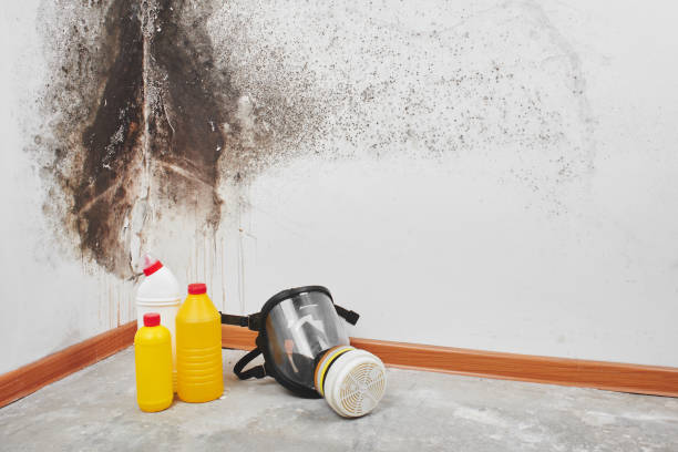 Best Residential Mold Remediation in White Center, WA