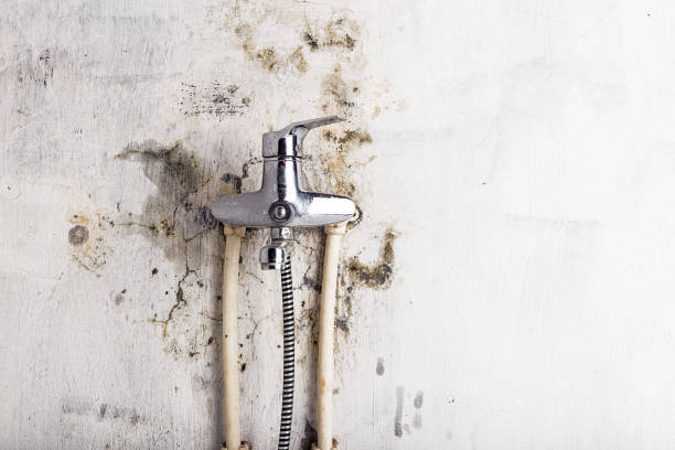Best HVAC Mold Remediation in White Center, WA