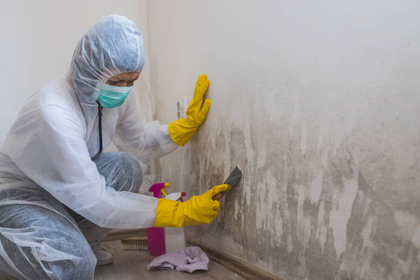 Best Black Mold Remediation in White Center, WA