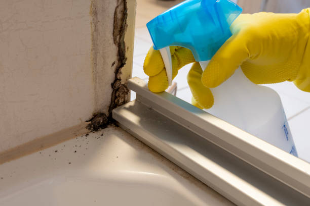 Best Crawl Space Mold Remediation in White Center, WA