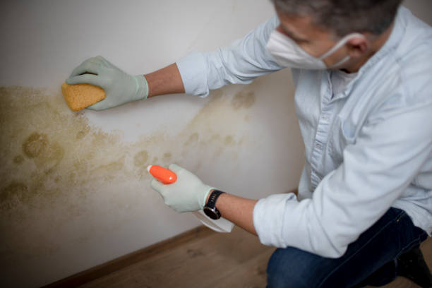 Best Basement Mold Remediation in White Center, WA