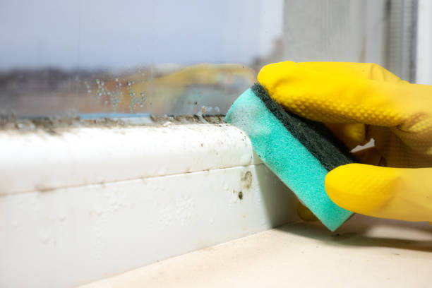 Professional Mold Remediation in White Center, WA