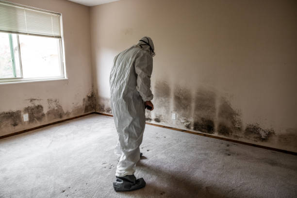 Best Localized Mold Remediation (e.g., coastal areas, humid climates) in White Center, WA