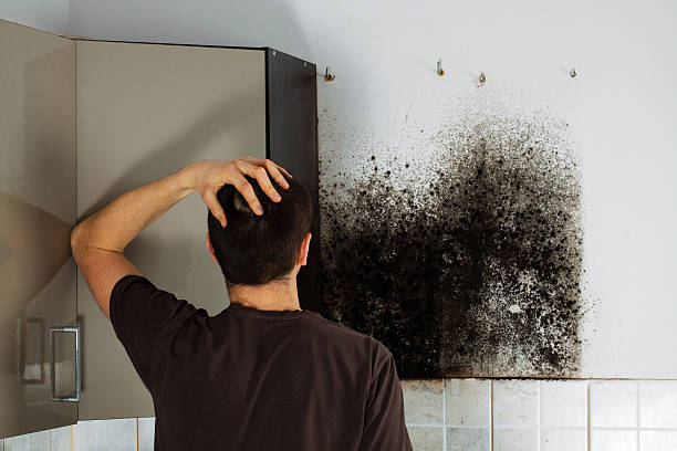 Best Commercial Mold Remediation in White Center, WA